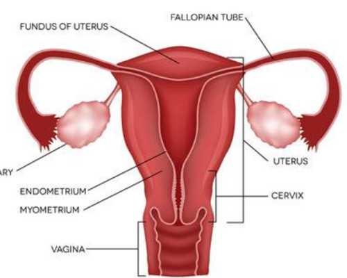 试管选性别_我的供卵试管,广州公立试管医院试管婴儿费用一览内附试管成功率
